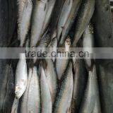 Low Price Canned Fish Sardine Frozen Sardine for Canning Good-quality thumbnail-1