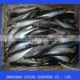 Frozen Pacific Mackerel in China