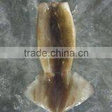 Frozen Illex Squid Tube thumbnail-1