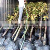 Magnolia Grandiflora Europe Cold Hardy Trees thumbnail-1