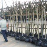 Lagerstroemia Indica Field in the North thumbnail-5