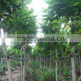 Spathodea Campanulata Nursery thumbnail-6