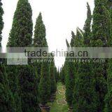 Juniperus Chinensis 3m to 4m Overal Height thumbnail-1