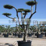 Olea Europaea "Pompon" Large Young Skin Trunk thumbnail-5