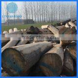 China Paulownia Wood Logs