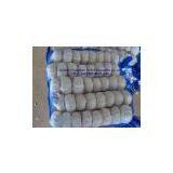 China Garlic thumbnail-1