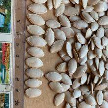 Pumpkin Seeds Kernels thumbnail-3