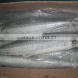 Frozen Spanish mackerel for sale or Scomberomorus Niphonius