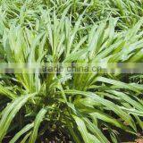 Green High Yield Perennial Hybrid Pennisetum Chinese Forage Seeds thumbnail-1