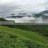 Organic Morning Green Tea Rich Vitamin Tea China Exporters thumbnail-5
