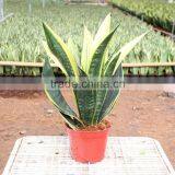 Sansevieria Trifasciata Var.laurentii With Vase thumbnail-1