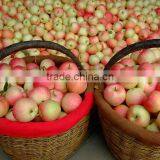 Fresh Gala Apple Exporter in China thumbnail-3