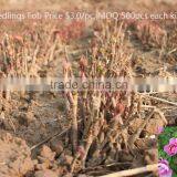 Paeonia Suffruticosa Andrews Peony Seedling thumbnail-5