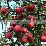 Natural Apple Peel Extract Procyanidin b2 thumbnail-5