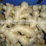 Fresh Air Dried Ginger thumbnail-3
