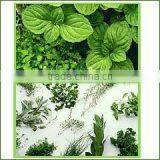 Natural Quality of Peppermint Oil / Mentha Piperita / Mentha Piperata thumbnail-1