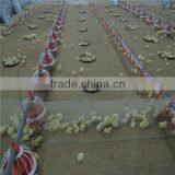 Chicken Feed Pan System for Broiler thumbnail-4