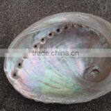 Polished Australia Abalone Seashell Paua Raw