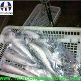 Frozen Grey Mullet (Mugil Cephalus) thumbnail-1