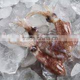 Frozen Chinese Baby Squid Loligo Japonica thumbnail-1