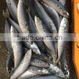 80-150g Frozen Pacific Mackerel for Canning thumbnail-3