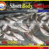 FROZEN SHORT BODY MACKEREL WHOLE ROUND thumbnail-5