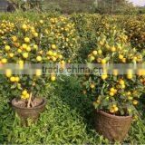 Citrus Mitis ( Citrofortunella Microcarpa) Orange Tree 90-100cm for Ornamental Plant thumbnail-1