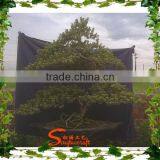 ANTIQUE ARTIFICIAL POTTED TREE CHINESE BONSAI PINE TREE LOOKS REAL thumbnail-4