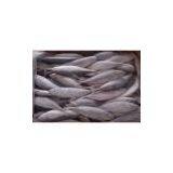 Sell Frozen Whole Round Hairtail (Vietnam) thumbnail-1