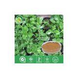 Andrographis Extract