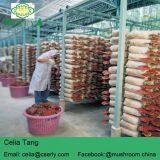 Reishi Mushroom thumbnail-5