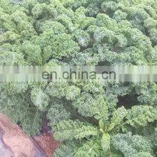 1cm Leaf Vegetable IQF Frozen Kale thumbnail-2