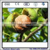 Commercial Green Walnut Peeling And Washing Machine/Walnut Peeling Machine For Green Walnut thumbnail-2