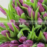 Good Smell Bulb Type Flower Tulip Peonies Cut Flowers From Kunming thumbnail-3