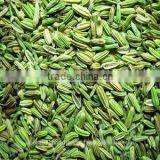 Fannel Seed Oil via CO2 thumbnail-1