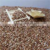 Best Quality Roasted Buckwheat Kernel thumbnail-2