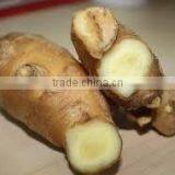 FRESH GINGER WITH BEST PRICE