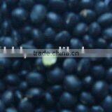 Organic Black Soybean(green Inside) thumbnail-1