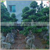 Ficus Microcarpa Bonsai Big Ficus Bonsai Outdoor Ficus China Ficus thumbnail-1