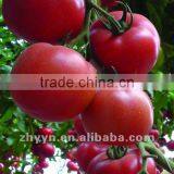 Pink Tomato Seeds ZY-CC