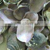 Raw American Pink Shell thumbnail-3
