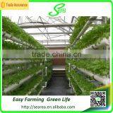 Hot Sale Greenhouse Hydroponic Culture Tray/system for Vegetables thumbnail-4