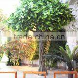Home Garden Decoration 100cm to 1000cm Height Artificial Indoor Live Plastic Ficus Red With Green Palm Tree EZLS05 1007 thumbnail-5