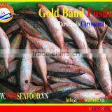 W/R FROZEN GOLD BAND FUSILIER thumbnail-1