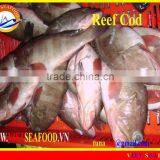FROZEN REEF COD FISH WHOLE ROUND thumbnail-1
