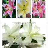 Cheap Wholesale Cut Fresh Lilies Flower All Year Occasions