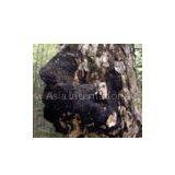 Chaga Mushroom Extract/phaeoporus Obliquus/Inonotus Obliquus thumbnail-1