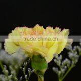 Colorful Best-Selling Carnation Fresh Flower thumbnail-2