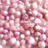 2015 New Crop Good Quality of the Onion thumbnail-3
