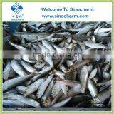 FROZEN SARDINE FISH WHOLE ROUND BAIT FISH thumbnail-2
